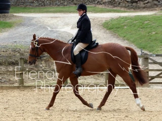 Ex Racer Thoroughbred