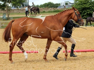 Ex Racer Thoroughbred