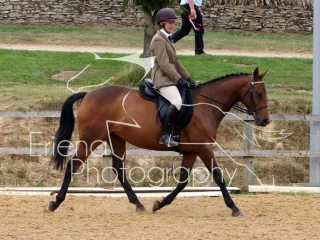 Ex Racer Thoroughbred